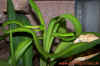 ahaetulla_11.jpg (613433 Byte)