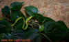 ahaetulla_9.jpg (486550 Byte)