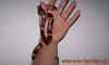 annulata_2.jpg (368286 Byte)