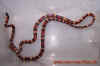 annulata_3.jpg (459858 Byte)