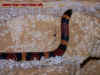 annulata_4.jpg (924627 Byte)