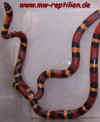 annulata_5.jpg (190479 Byte)