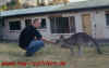 australien_kanguru.jpg (36120 Byte)