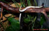 boulengeri_2.jpg (536539 Byte)