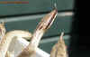 boulengeri_3.jpg (351976 Byte)