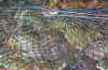 china_4.jpg (1090384 Byte)
