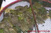 china_5.jpg (969632 Byte)