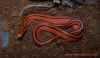 coxi_2.jpg (667890 Byte)