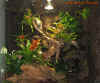 dendrobaten.jpg (657663 Byte)