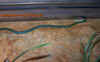 frenatum_4.jpg (726506 Byte)