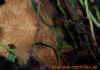 frenatum_5.jpg (548406 Byte)