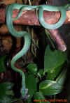 fuetterung_frenatum_1.jpg (526163 Byte)