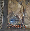 gambia_lycophidion_albomaculatum
