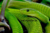 gambia_gruene mamba_ dendroaspis viridis