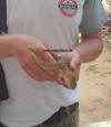 gambia_hausschlange_10