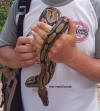 gambia_koenigspython_11