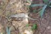 gambia_nilwaran_10