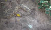 gambia_puffotter_10
