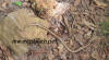gambia_sandrennatter_10