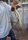 gambia_sandrennnatter_11