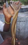 gambia_sandrennnatter_12