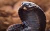 gambia_speikobra_naja_nigricollis