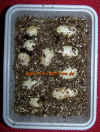 geburt_guttatus_4.jpg (625395 Byte)