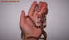 guttatus_1.jpg (406907 Byte)