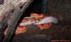 guttatus_3.jpg (726092 Byte)