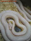 guttatus_5.jpg (353726 Byte)