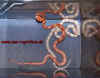 guttatus_NZ_2008_2.jpg (244373 Byte)