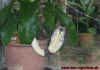 kambodscha_1.jpg (443964 Byte)