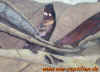 kambodscha_4_jpg.jpg (466251 Byte)