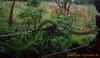 kenia_8.jpg (241752 Byte)