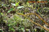 laos_10.jpg (1664053 Byte)