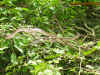 laos_1.jpg (779444 Byte)