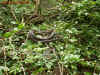 laos_2.jpg (782214 Byte)