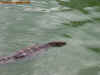 laos_3.jpg (411884 Byte)