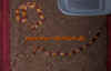 laticinctus_8.jpg (549004 Byte)