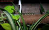 mandarinus_1.jpg (636990 Byte)