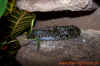 mandarinus_3.jpg (677105 Byte)