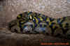 mandarinus_4.jpg (742130 Byte)