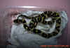 mandarinus_6.jpg (611992 Byte)
