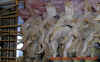 nahrung_4.jpg (585160 Byte)