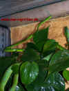 natalensis_1.jpg (779745 Byte)