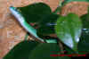 natalensis_2.jpg (488743 Byte)