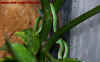 natalensis_3.jpg (680509 Byte)