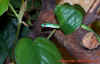 natalensis_4.jpg (487532 Byte)