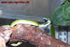 natalensis_5.jpg (659243 Byte)