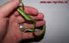 natalensis_6.jpg (425589 Byte)